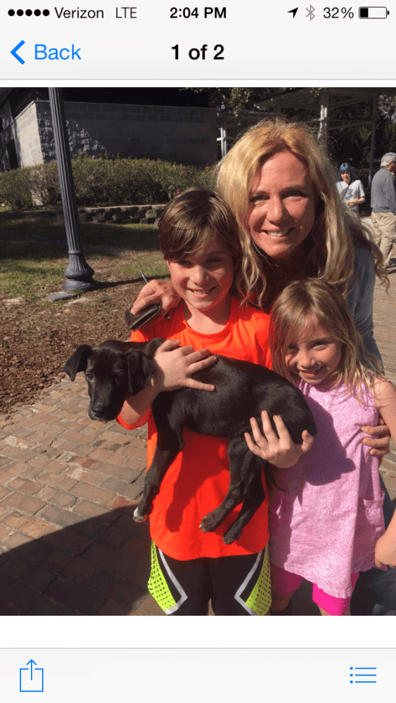 Reunited Female Dog (Black, Lab mix)
