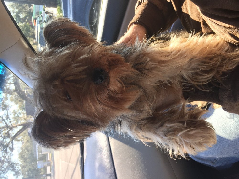 Reunited Male Dog (Light brown and black , Yorkie)