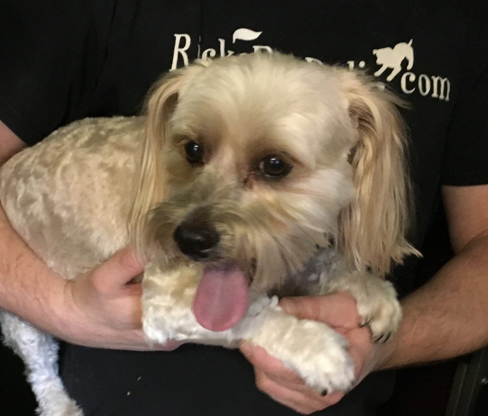 Reunited Male Dog (White, Maltese)