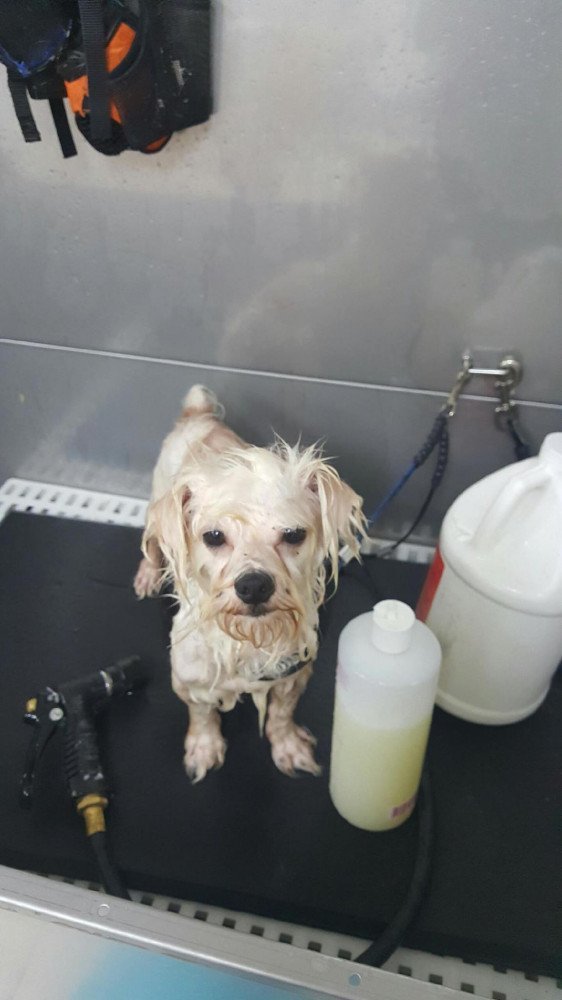 Reunited Male Dog (Cream, Maltese mix)