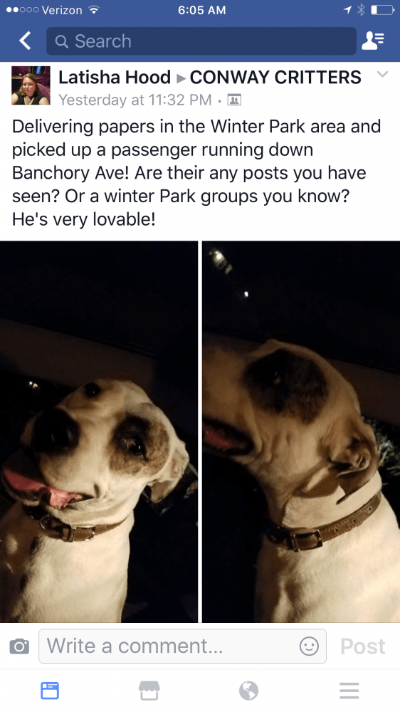 Reunited Male Dog (Tan/white, Mix)