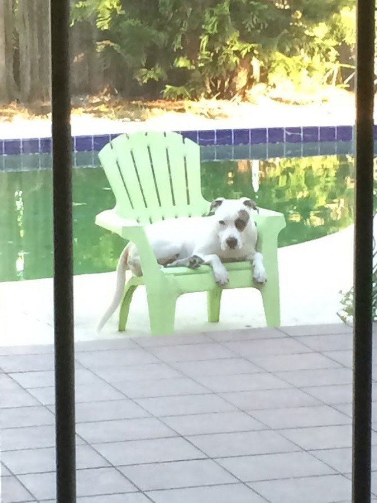 Reunited Male Dog (white/brindle, pit bull mix)