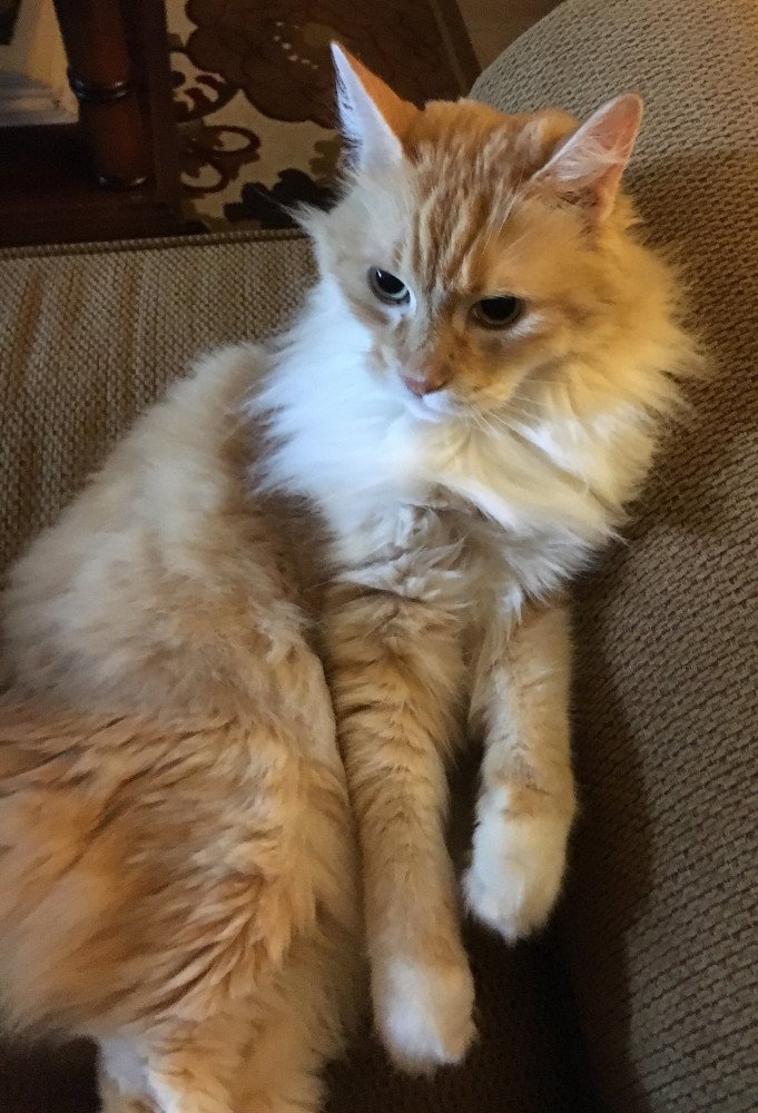 Reunited Male Cat (Yellow/orange, Domestic long hair tabby)