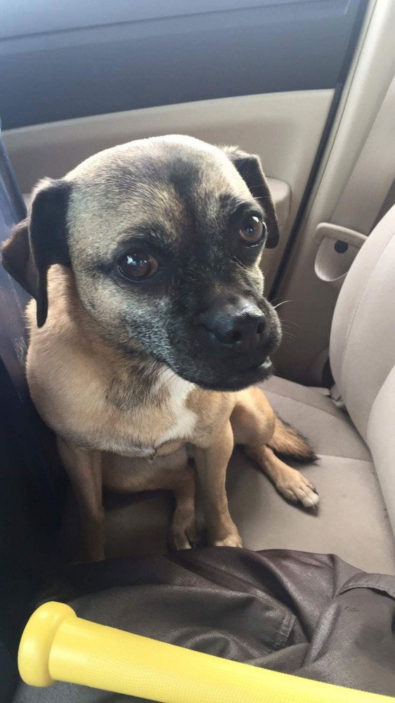 Reunited Female Dog (Brown, Pug/mix)
