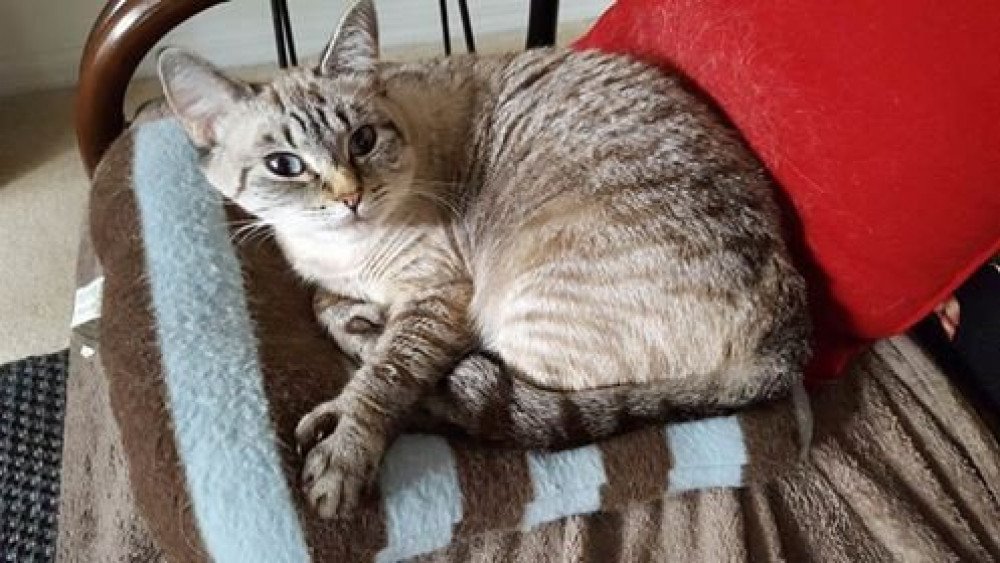 Reunited Female Cat (cream with stripes, siamese tabby)