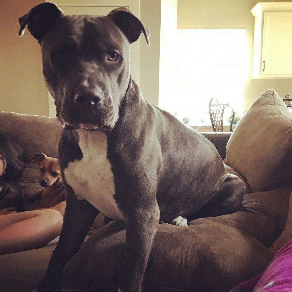 Reunited Female Dog (Grey and white, Put bull)