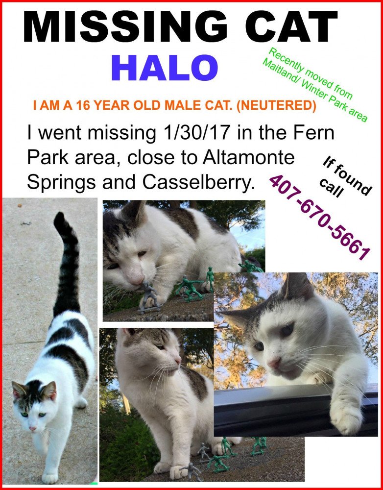Reunited Male Cat (white with brown and black , domestic short hair)