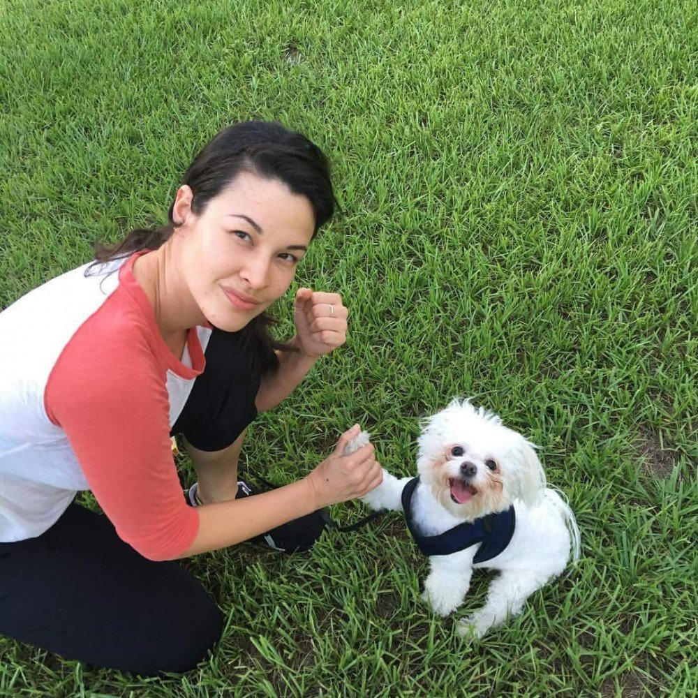 Reunited Male Dog (White, Maltese mix)