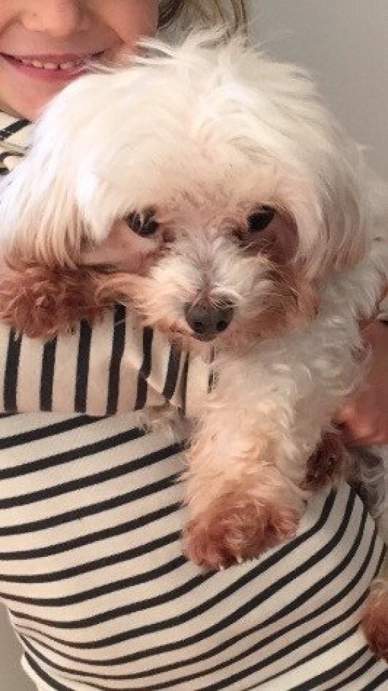 Reunited Female Dog (White, Maltese)