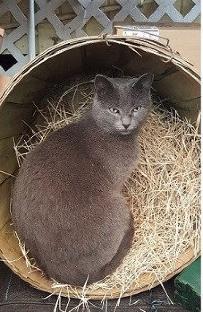 Reunited Female Cat (Grey, Russian Blue)