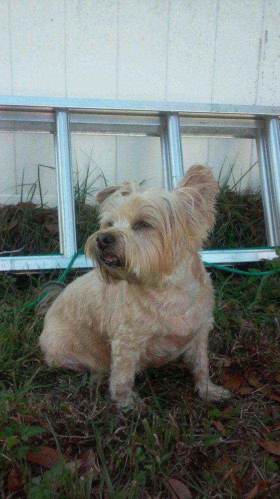 Reunited Male Dog (light beige, Maybe yorkie)
