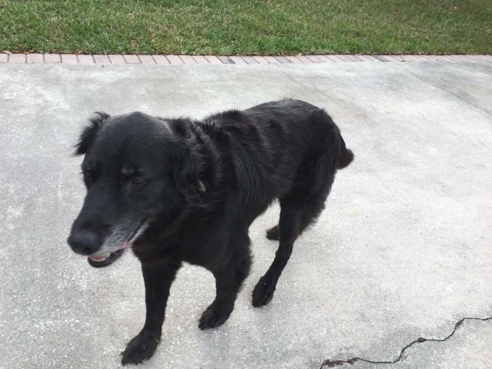 Reunited Male Dog (Black, Labrador)