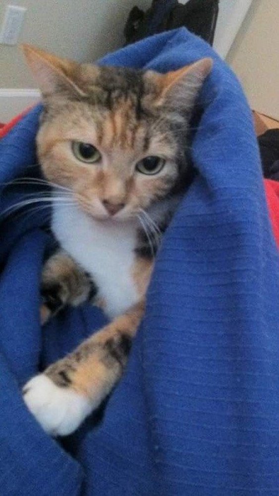 Reunited Female Cat (White, Calico)