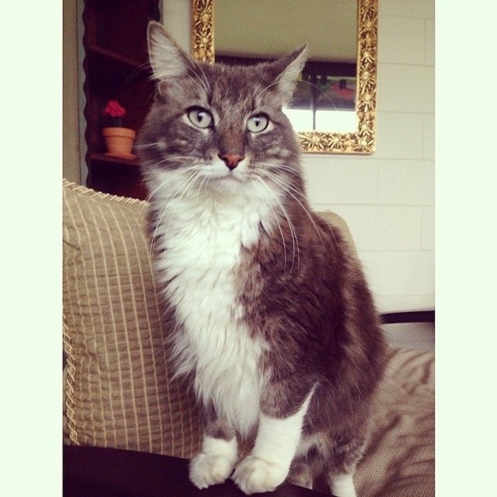Reunited Male Cat (Tabby, White, Maine Coon mix)