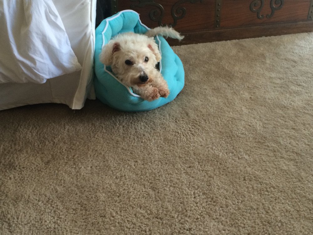 Reunited Male Dog (white, bichon)