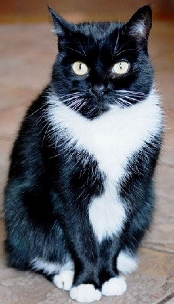 Reunited Female Cat (tuxedo, short hair)