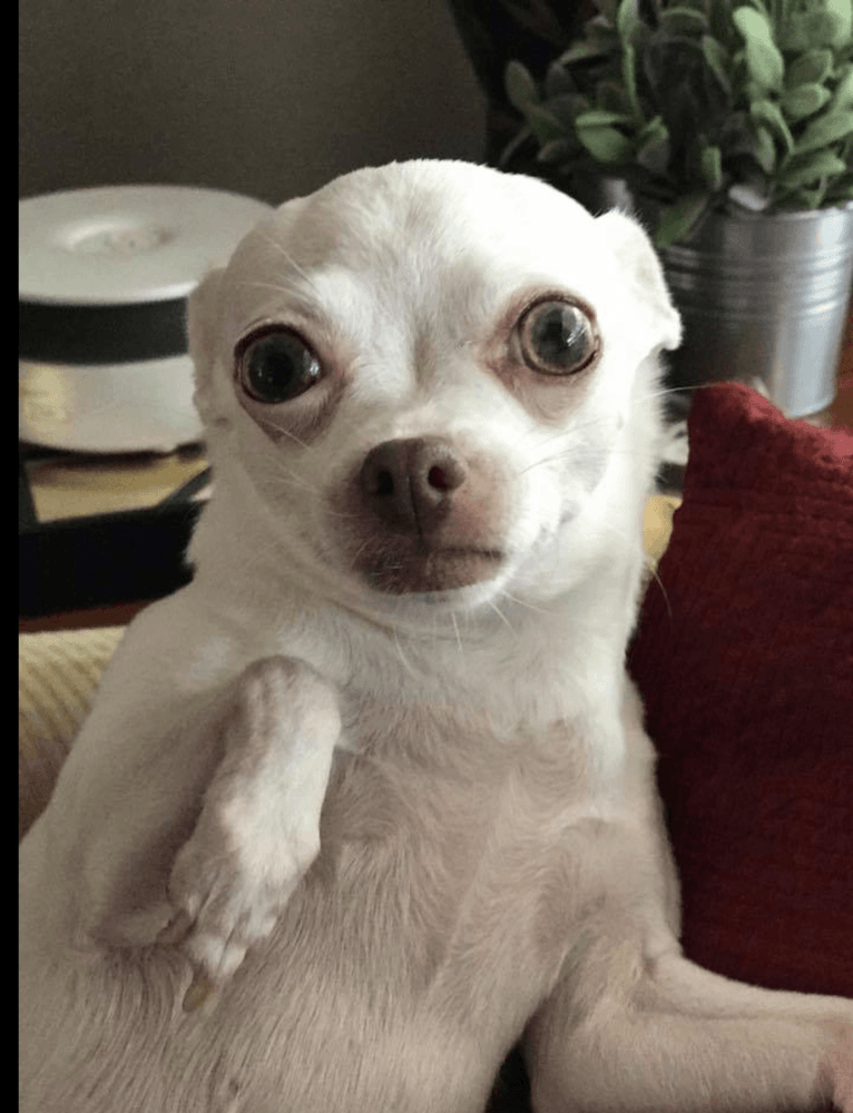 Reunited Female Dog (White, Chihuahua)