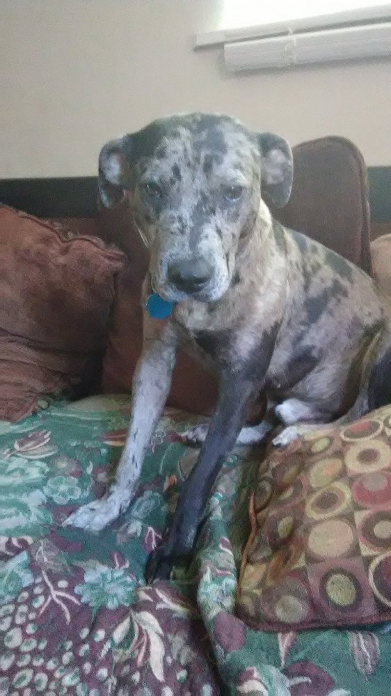 Reunited Male Dog (Black/grey, Catahoula)