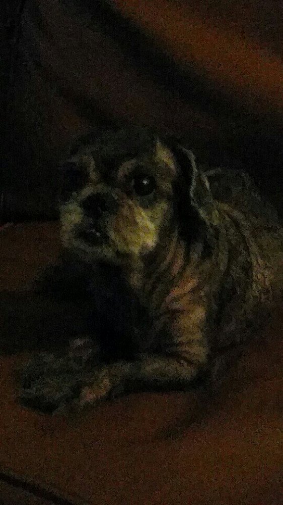 Reunited Female Dog (Dark brown, black and some grey,  Pomeranian and Shih Tzu)
