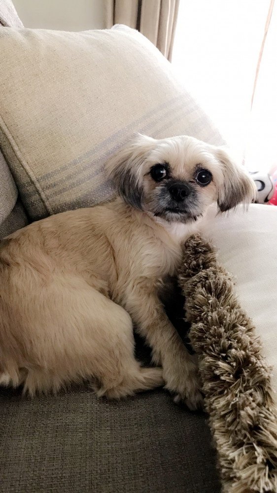 Reunited Female Dog (Light Tan/Cream , Shitzu/chihuahua/unknown )