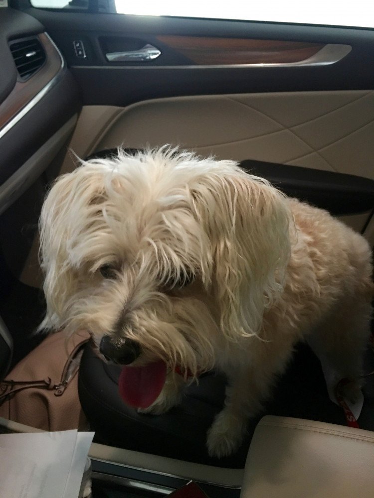 Reunited Female Dog (beige, unknown)