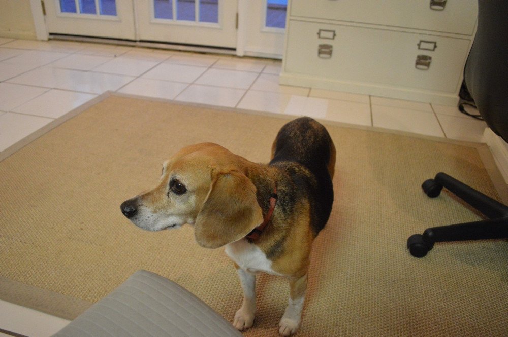 Reunited Male Dog (Brown, Beagle)