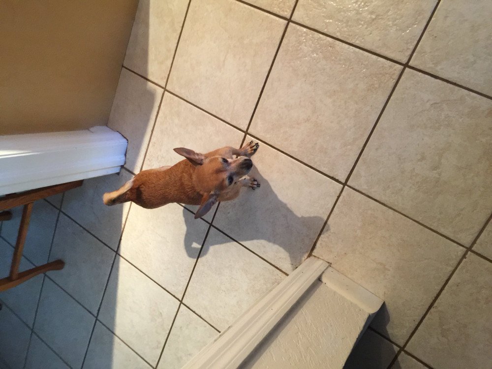 Reunited Male Dog (Reddish blond, Chihuahua )