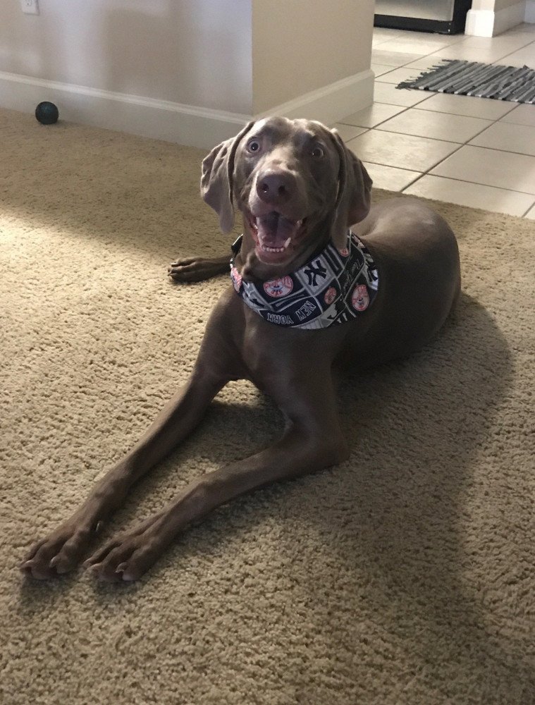Reunited Male Dog (Gray, Weim)