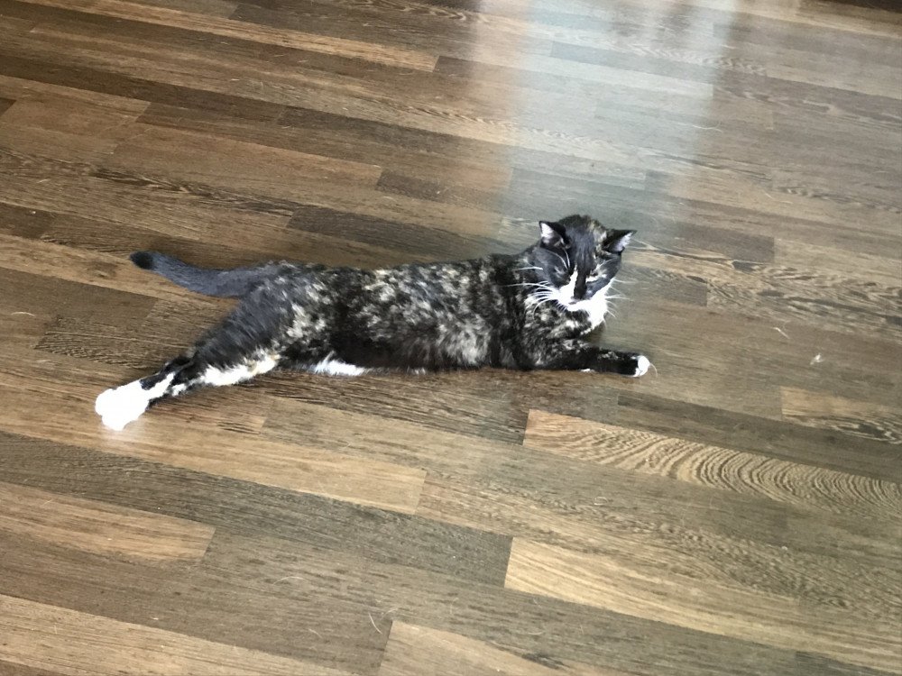 Reunited Female Cat (Black, Orange, Cream/White, Calico)