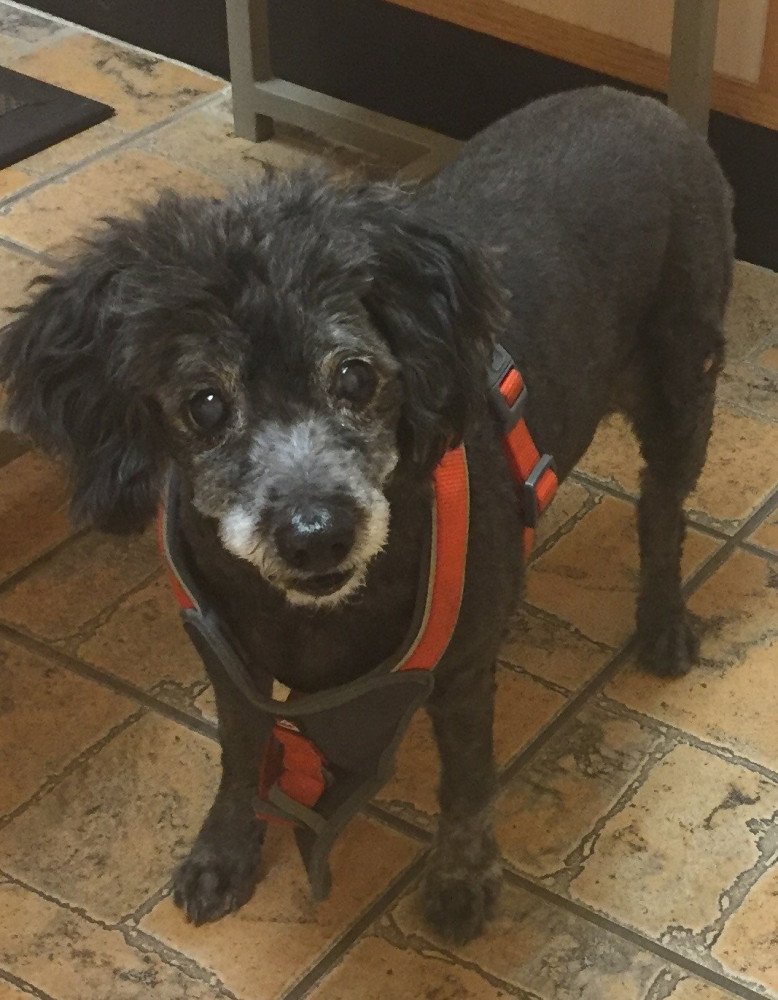 Reunited Male Dog (Black , Poudle )