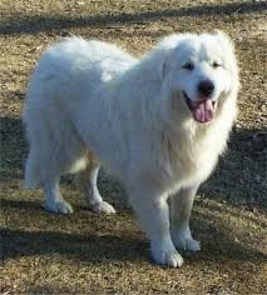 Reunited Male Dog (white - all over,  Pyrneese big - puppy)