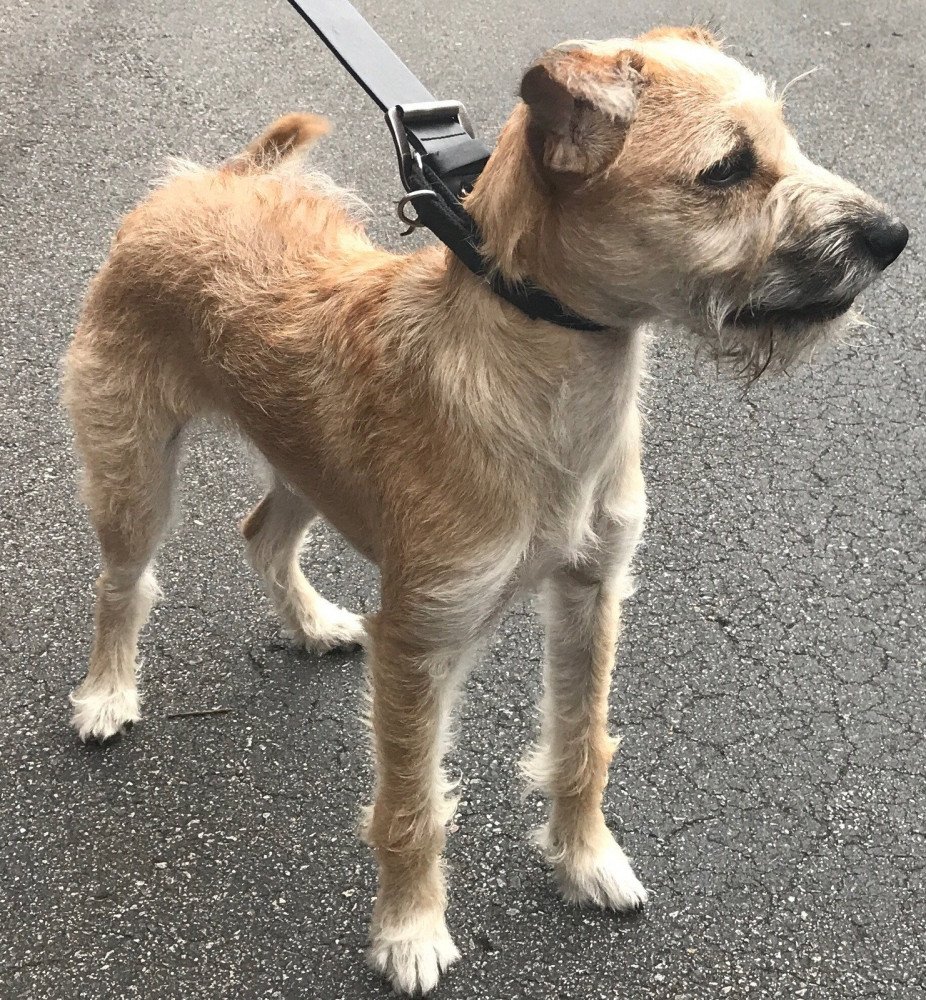 Reunited Male Dog (Yellow , Terrier Mix)
