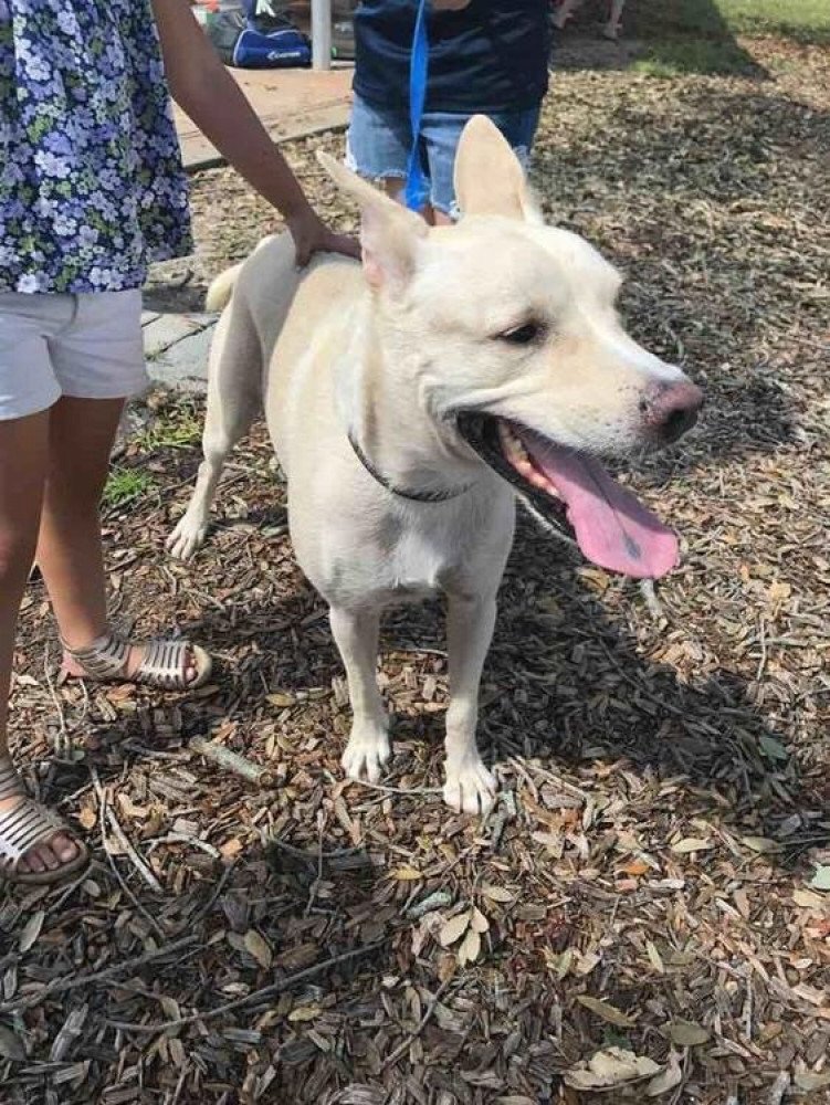 Reunited Male Dog (Yellow, Lab mix?)