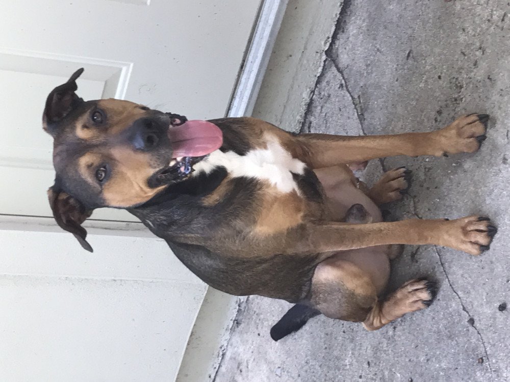 Reunited Male Dog (Brown black tan white, Mixed some pit)