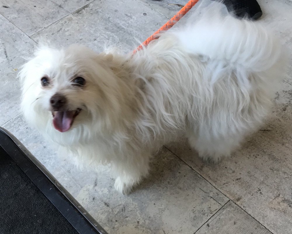 Reunited Male Dog (White, Unknown)