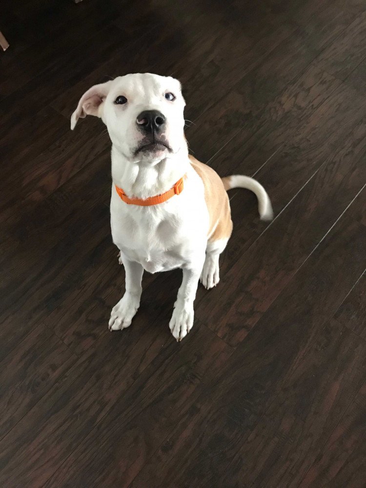 Reunited Male Dog (White and brown, Pit Mix)