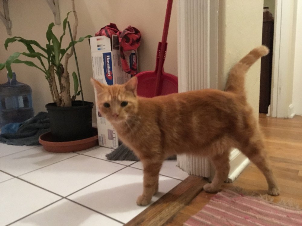 Reunited Male Cat (Orange, tabby)