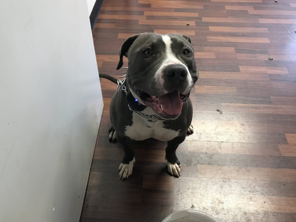 Reunited Male Dog (Grey with white chest , Pit bull )