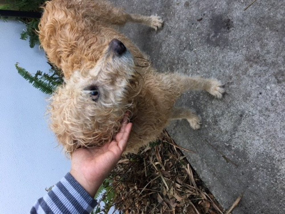 Reunited Female Dog (Gold, Golden Retriever)