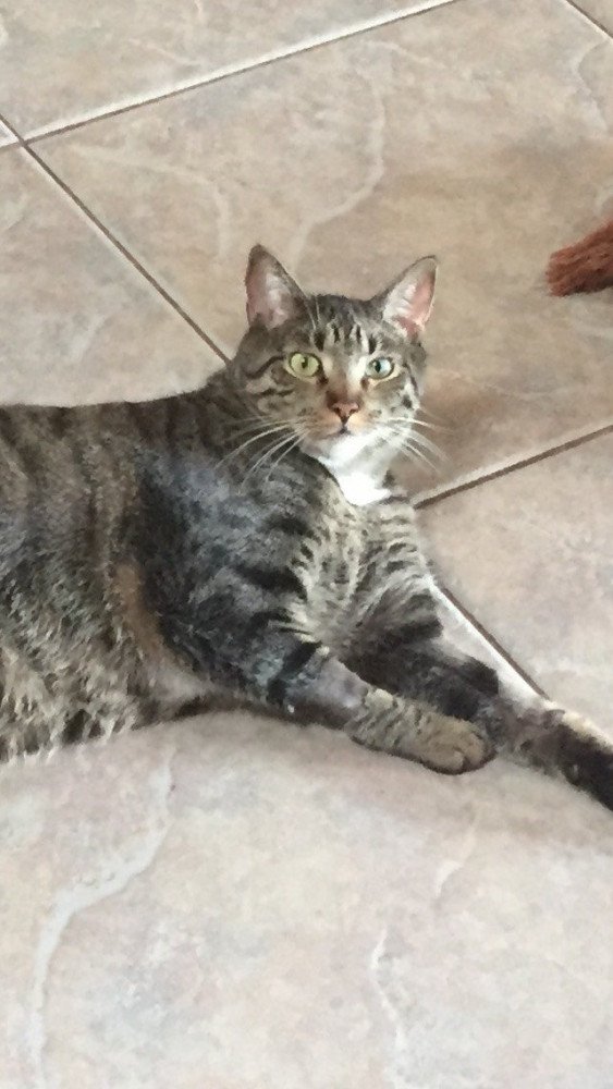 Reunited Male Cat (Black/grey white spot on chest, Tabby)