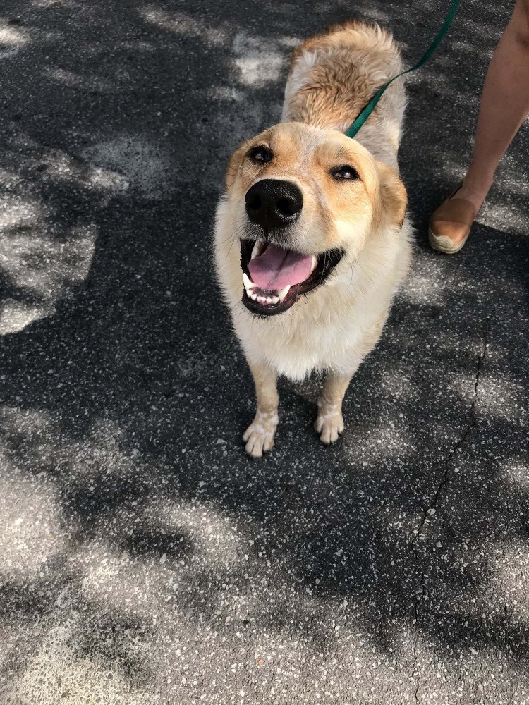 Reunited Female Dog (white and tan, Mix)
