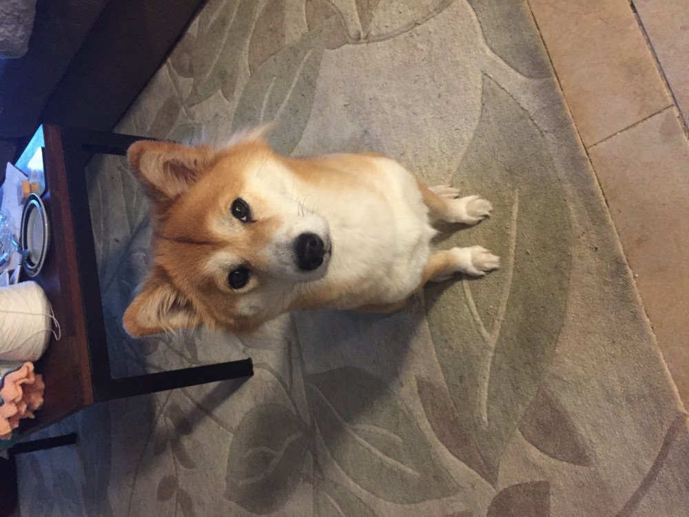 Reunited Female Dog (Red, Shiba Inu)