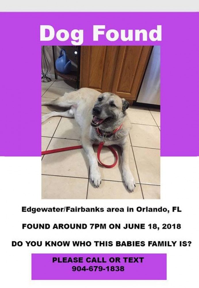 Reunited Male Dog (Tan, Mixed)