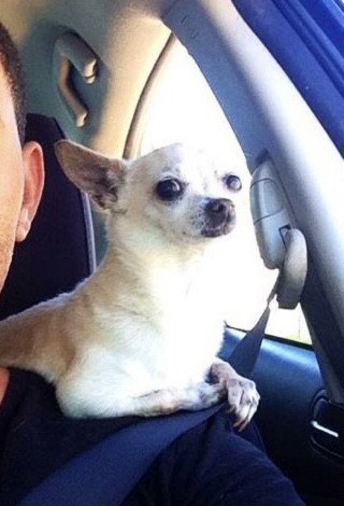 lost white chihuahua