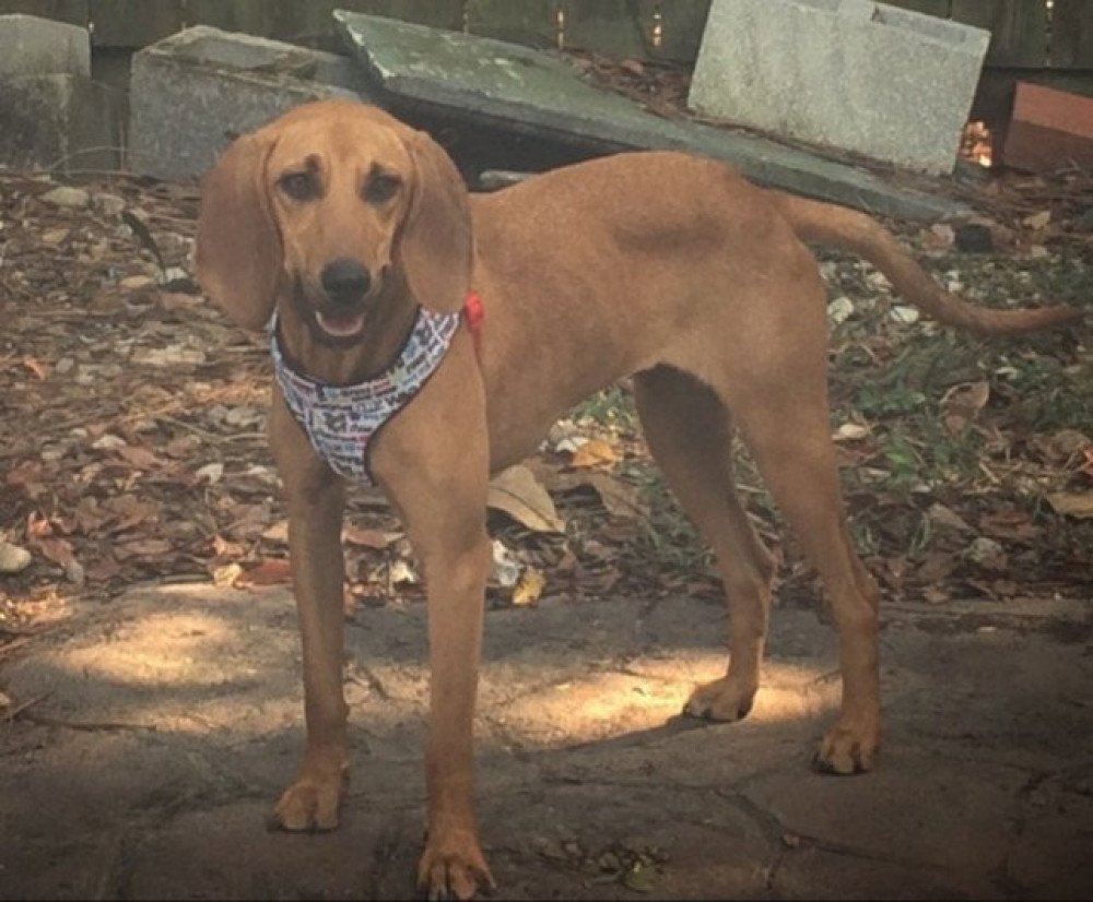 Reunited Female Dog (Brown/ Brown red, Coon hound mix)