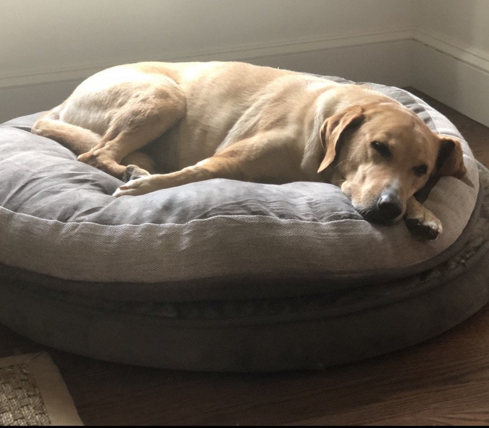 Reunited Male Dog (Yellow, Lab)