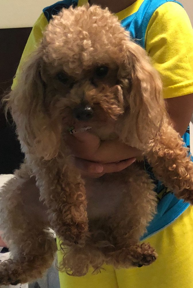 Reunited Male Dog (Red, Miniature poodle )