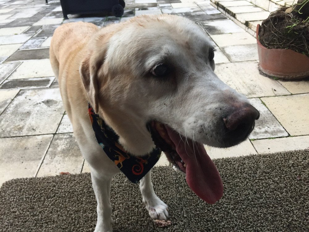 Reunited Male Dog (Yellow, Yellow Lab)