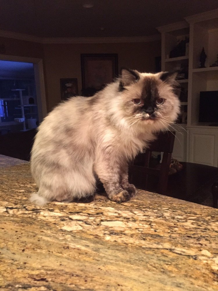 Reunited Female Cat (Gray, Himilayan)