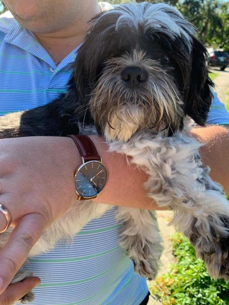 Reunited Male Dog (Black and white , Small)